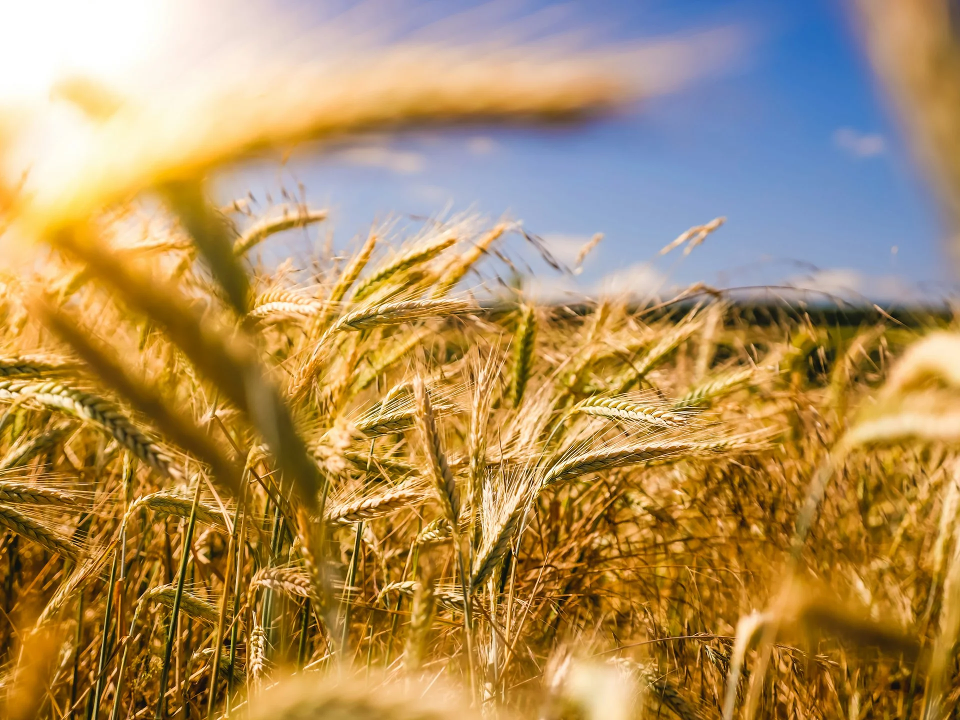 Renewables & Agriculture